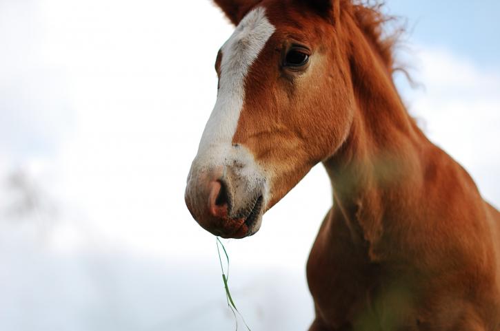 A lovely horse